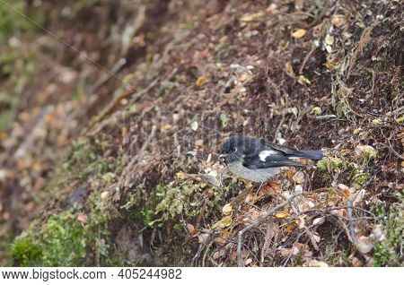 South Island Tomtit Petroica Macrocephala. Male. Fiordland National Park. Southland. South Island. N