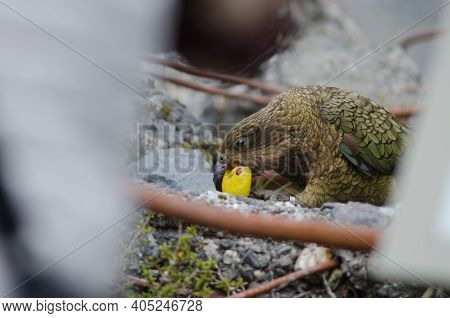 Kea Nestor Notabilis Eating An Apple. Fiordland National Park. Southland. South Island. New Zealand.