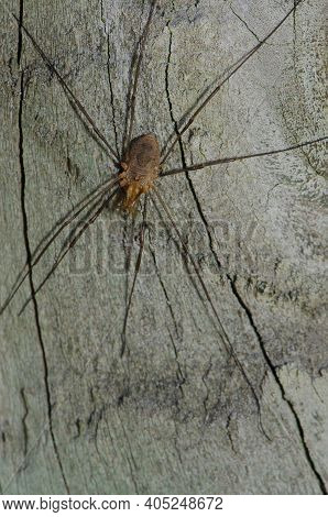 Harvestman Phalangium Opilio In Southland. South Island. New Zealand.