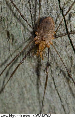 Harvestman Phalangium Opilio In Southland. South Island. New Zealand.