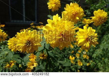 Rudbeckia Laciniata Goldquelle In Full Bloom In July