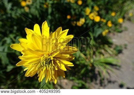 Single Yellow Flower Of Rudbeckia Laciniata Goldquelle In July