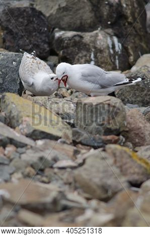 Red-billed Gull Chroicocephalus Novaehollandiae Scopulinus Regurgitating Food To Its Chick. Pilots B