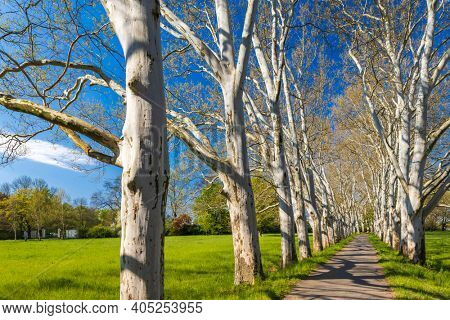 Plane alley in the castle park in Straznice, Southern Moravia, Czech Republic