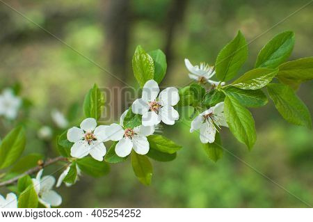 White Cherry Blossoms On A Branch. White Spring Flowers. Cherry Bushes Bloom In The Park.