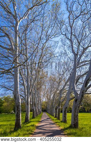 Plane alley in the castle park in Straznice, Southern Moravia, Czech Republic