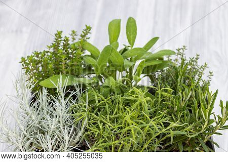 mix of herbs in a pot - rosemary, thyme, sage, Italian smil and marjoram