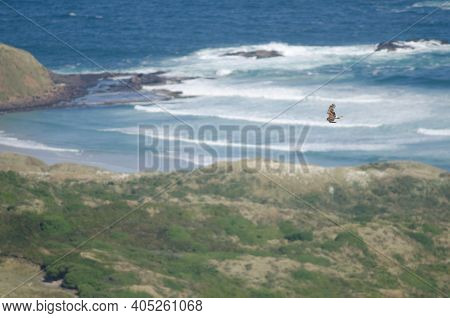 Swamp Harrier Circus Approximans In Flight. Sandfly Bay. Otago Peninsula. Otago. South Island. New Z