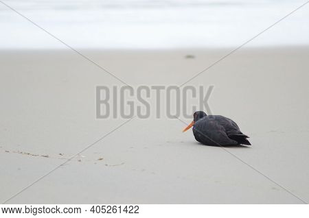 Variable Oystercatcher Haematopus Unicolor Resting On A Beach. Sandfly Bay. Sandfly Bay Wildlife Ref