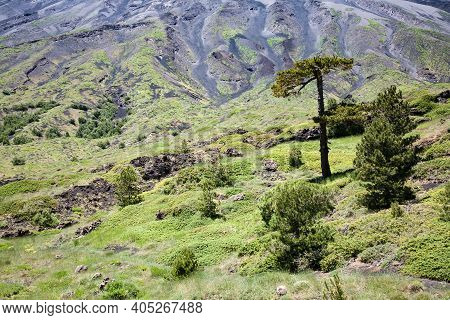 New Vegetation Near Monti Sartorius Volcano Domes Of Mount Etna, Sicily, Italy