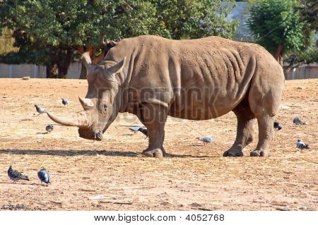 starke rhinoceros