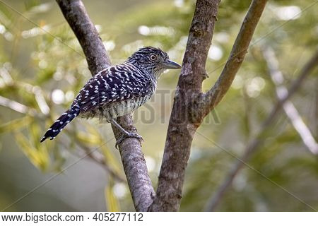 Black And White Bird Perched In A Tree