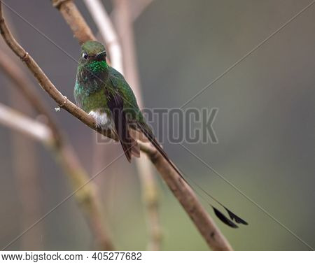 Rocket Tail Hummingbird Perched On A Branch
