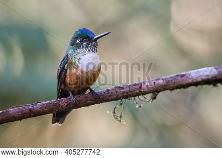 Colorful Hummingbird Resting On A Tree Branch