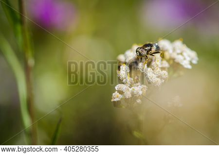 Horsefly With Beautiful Eyes, Tabanidae On A Wildflower, Silvius Gigantulus. The Gadfly Sat On The F