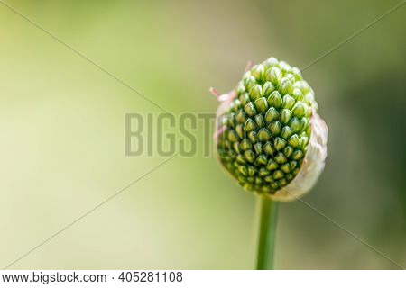 Close Up Of A Agapantus Flower Bud On Blurred Green Meadow Garden. Spring Nature