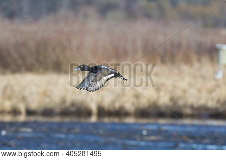 A Male Greater Scaup Flying In The Air.   Burnaby Bc Canada