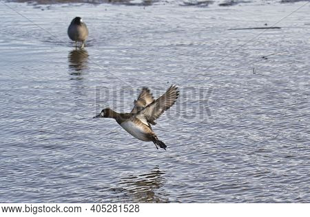A Female Greater Scaup Making A Landing.   Burnaby Bc Canada