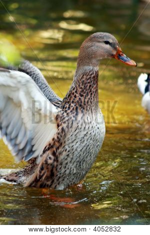 Stockente Enten