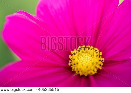 Closeup Of Yellow Pollen Of Pink Purple Flower On Blurred Gereen Background Using As Background Natu