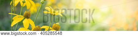 Closeup Of Yellow Flower On Blurred Gereen Background Under Sunlight With Bokeh And Copy Space Using