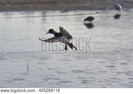 A Male Greater Scaup Making A Landing.   Burnaby Bc Canada