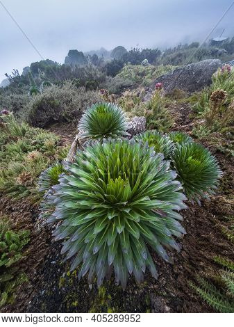 Lobelia Deckenii - High Altitude Moorland Zones Unique Plant.  It Is A Giant Lobelia Endemic To Moun