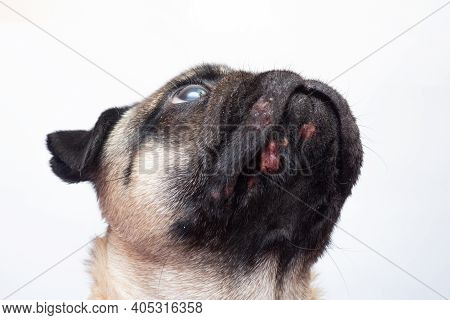 Portrait Of A Pug Dog With Red Inflamed Wounds On His Face. Dog Allergy, Dermatitis, A Fungal Infect