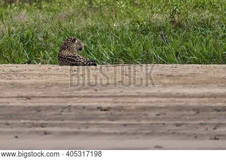 Jaguar, Panthera Onca, Is A Large Felid Species And The Only Extant Member Of The Genus Panthera Nat