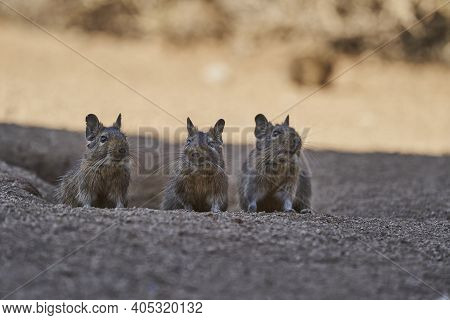 3 Cute Little Degus, Octodon, Octodontid Rodents Native To South America. Group Of Degu Sitting At T