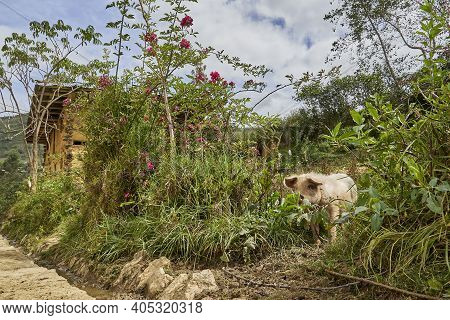 Cute And Funny Little Piglet On A Rural Farm On The Way To Tombs Of Revash Funerary Complex In The A