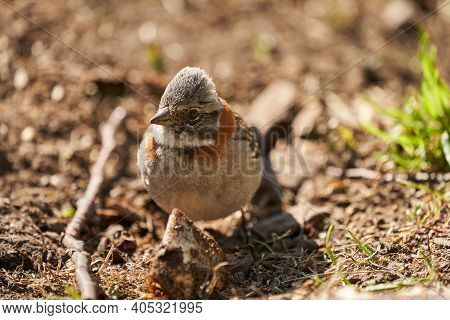 Zonotrichia Capensis, Rufous-collared Sparrow Is A Small Bird From Patagonia In South America, Chile