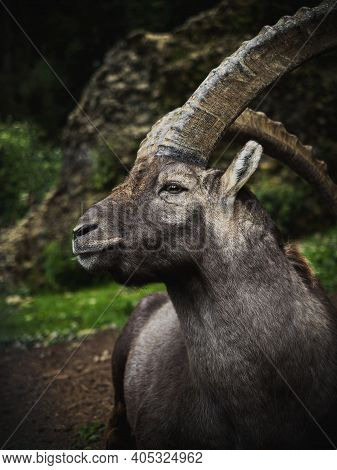 Closeup Head Face Portrait Of Alpine Ibex Capra Steinbock Wild Mountain Goat On Pfaender Bregenz Vor
