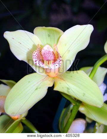 Orchids1