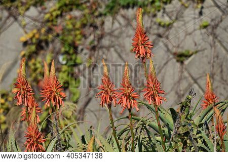 Aloe Flowers In Full Bloom Xanthorrhoeaceae Succulent Plant