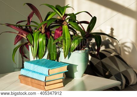 Pile Of Books In Colorful Covers And Rhoeo Plant Tradescantia In Blue Ceramic Pots On A White Table