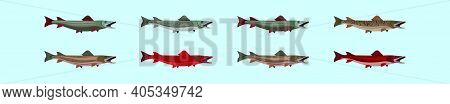 Set Of Muskie Fish Cartoon Icon Design Template With Various Models. Modern Vector Illustration Isol