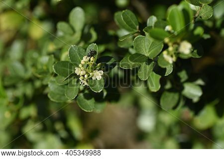Japanese Holly / Ilex Crenata  Flowers / Aquifoliaceae Evergreen Shrub.