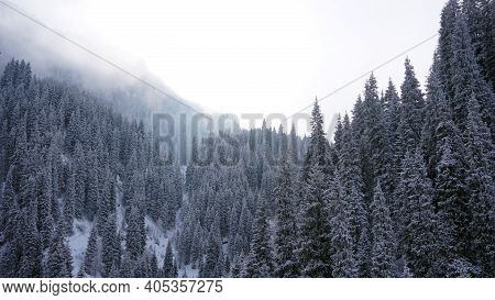The Winter Forest In The Mountains Is Covered With Fog. Tall Fir Trees Brush The Clouds With Their B