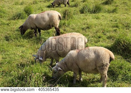 Antrim (ireland), - July 25, 2016: Sheeps Near Antrim Coast, Co. Antrim, Ireland
