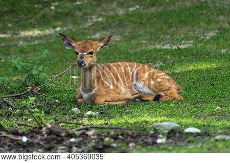 A Young Baby Nyala. Tragelaphus Angasii Is A Spiral-horned Antelope Native To Southern Africa. It Is