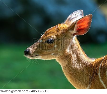 A Young Baby Nyala. Tragelaphus Angasii Is A Spiral-horned Antelope Native To Southern Africa. It Is