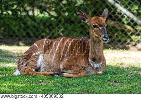 The Nyala, Tragelaphus Angasii Is A Spiral-horned Antelope Native To Southern Africa. It Is A Specie