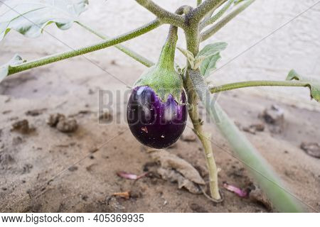 Bright Dark Purple Brinjal Growing On Plant In Home Kitchen Gardening Backyard Organically In Fertil