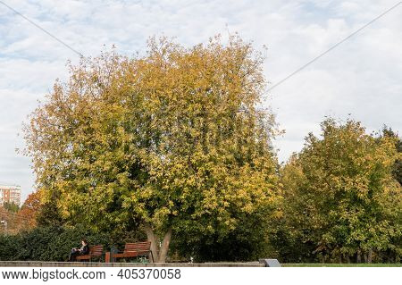 Tree With Yellowed Leaves On The Boulevard, Bench, Greenery, Background