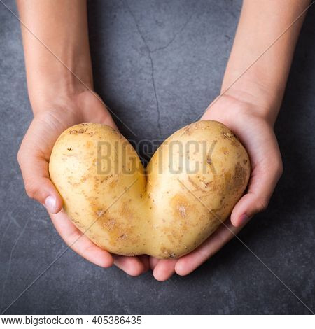 Trendy Ugly Vegetable, Heart Shaped Potato In Hands