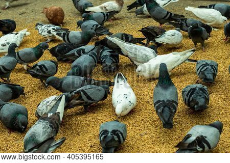 So Many Pigeons Are Eating Rice In The Ground At Morning