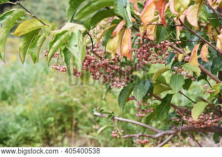 Japanese Spindle Tree (euonymus Hamiltonianus) Berries In Autumn