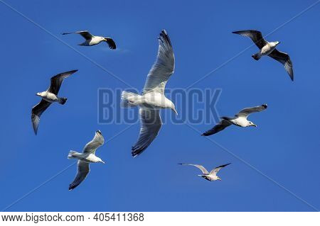 Seagulls Against Blue Sky, Clacton, Essex, United Kingdom