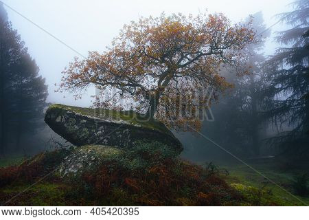 Iconic Tree In Aloia Natural Park In Tui, Galicia